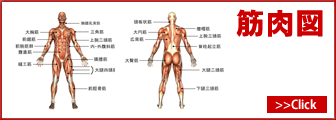 筋肉図