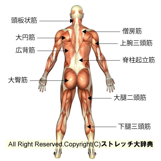 筋肉図（背面）