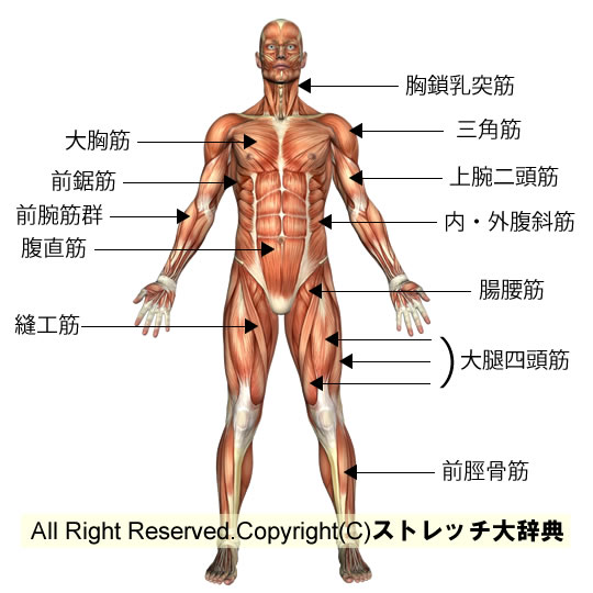 筋肉図（正面）